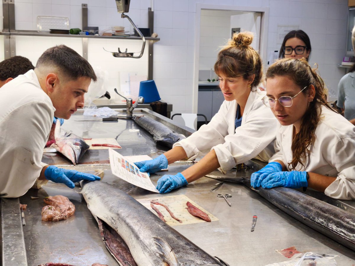 <a href="/ICMCSIC/">ICM-CSIC</a> <a href="/claudiaapa6/">Claudia Aparicio</a> <a href="/CollMonton/">marta coll</a> <a href="/ElenaFCorr/">Elena Fdez. Corredor</a> <a href="/LuciaEspasandin/">Lucía Espasandín Soneira</a> <a href="/JoanNavarro_ICM/">Joan Navarro</a> <a href="/jazelouled/">jazel.</a> Working with Tetrapturus belone was a unique opportunity, and we were lucky to have many curious and skilled hands on deck. 
Thanks to everyone who collaborated and turned this experience into an exceptional scientific opportunity!💙
<a href="/ICMCSIC/">ICM-CSIC</a>