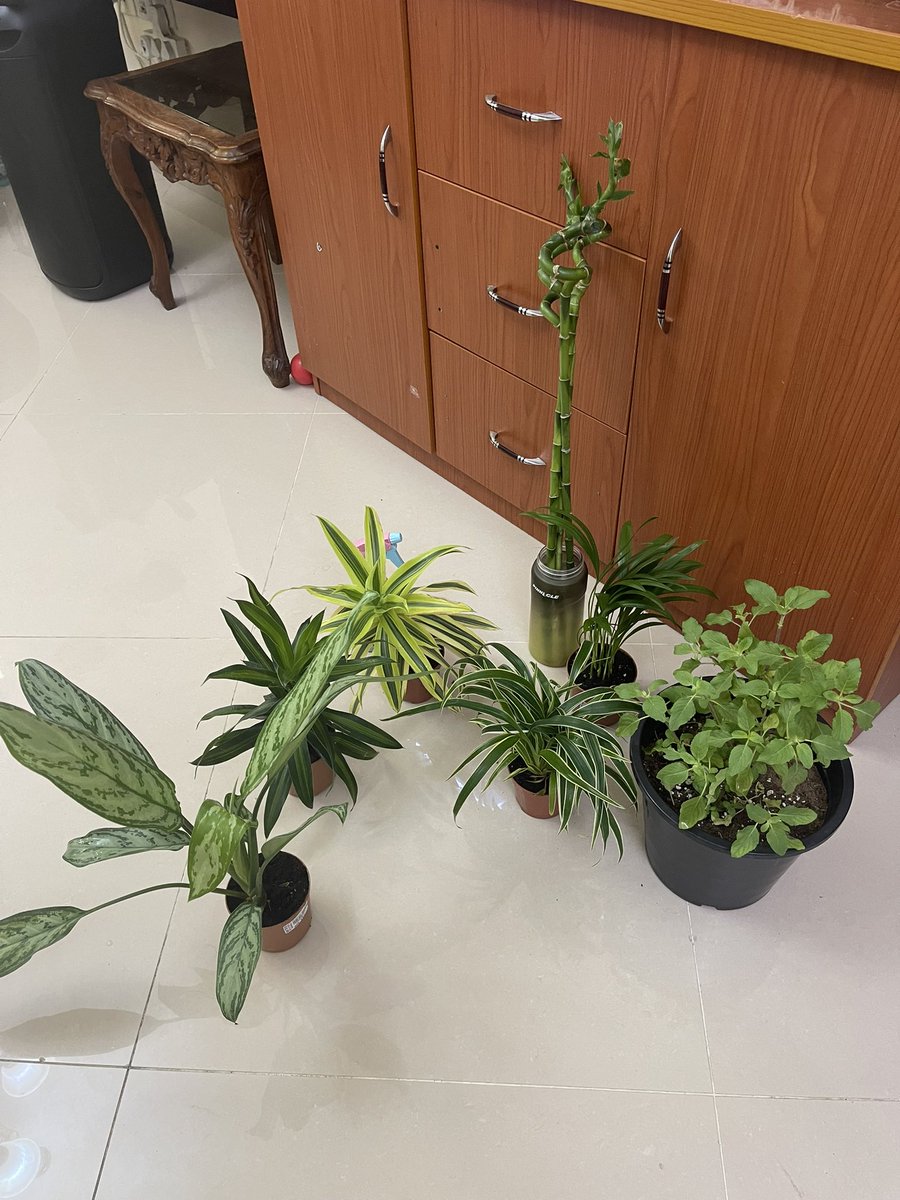 കുറച്ച് ചെടി വാങിച്ചു..