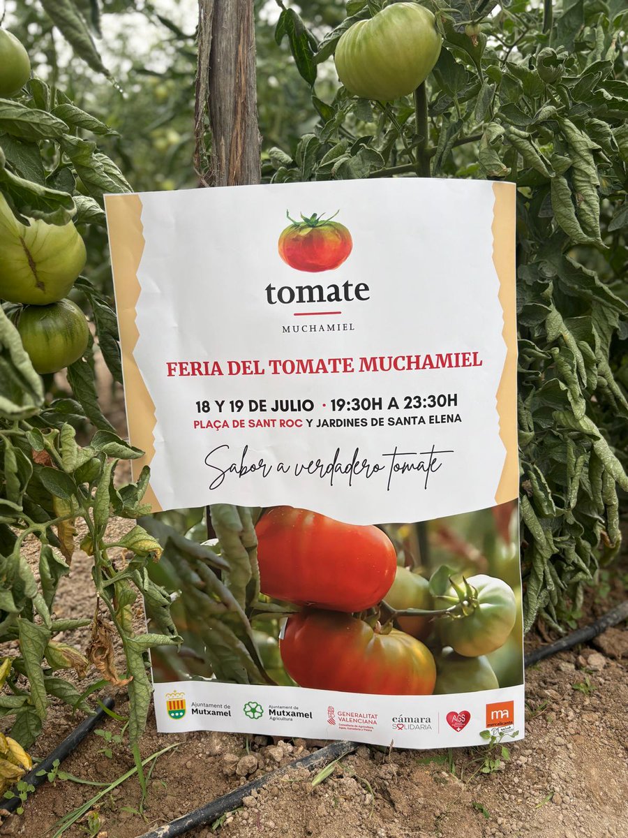 🍅Arranca la campaña de recolección del Tomate de Muchamiel en un acto simbólico que ha contado con la asistencia del diputado provincial y concejal en la localidad, José Antonio Bermejo, el alcalde, Rafael García Berenguer, y productores y comercializadores de la zona 🌱