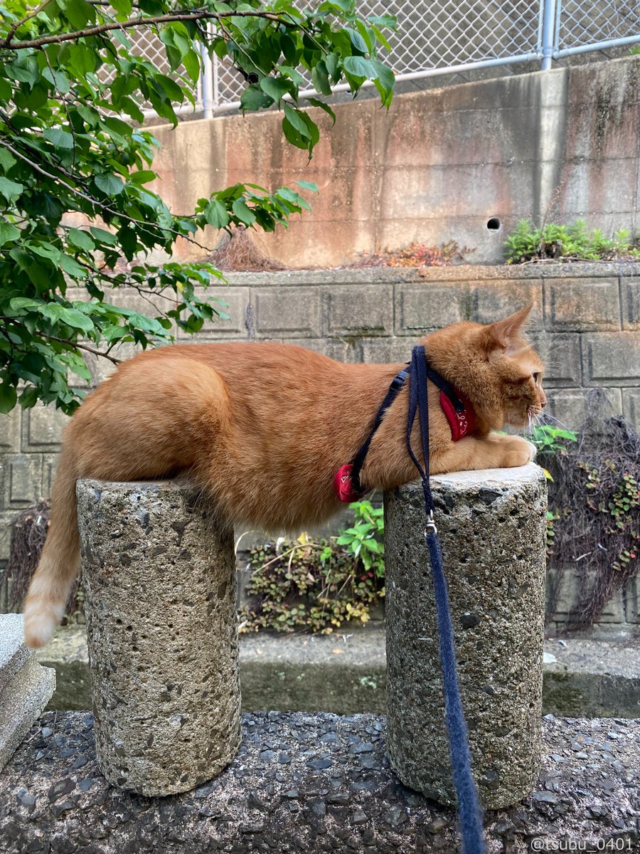CAT_PRESS's tweet image. 「触ってもいいんですか?」お腹を見せながら円柱ブロックでくつろぐ猫の姿にツッコミが殺到⇒cat-press.com/cat-news/cat-s…