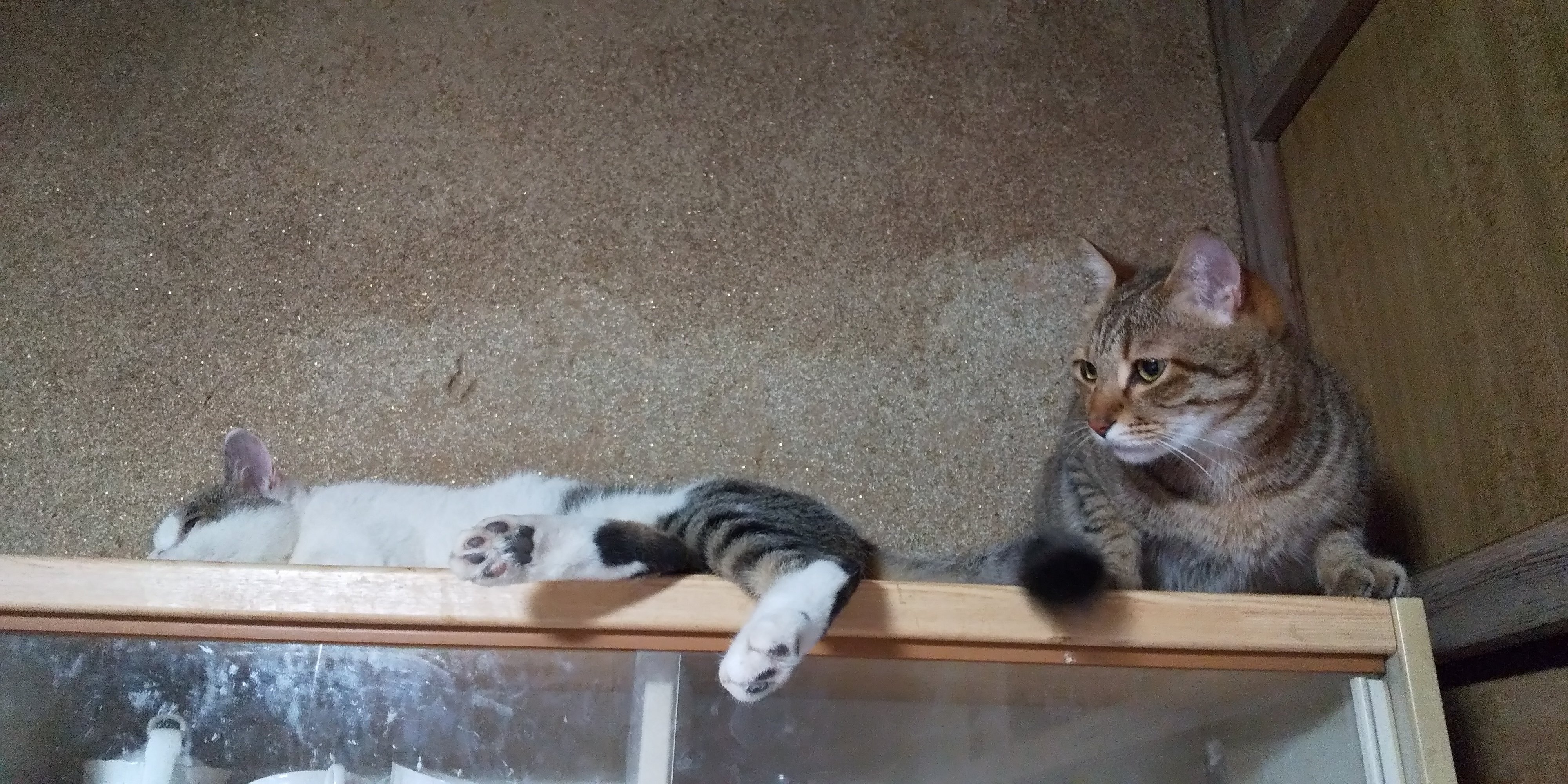 にゃんこ Ignoring Nyampyu to defeat Urara on the 40th floor of the