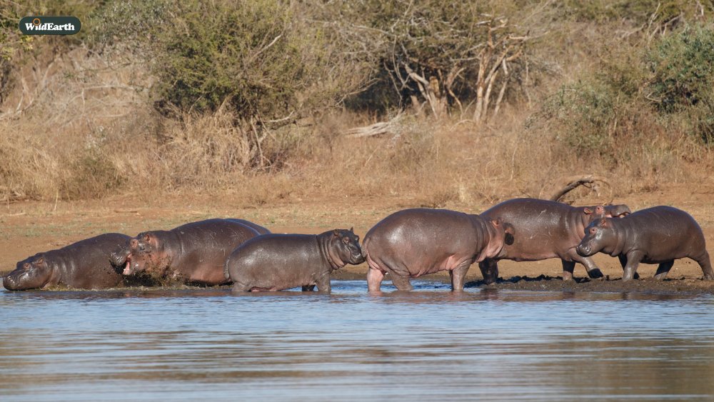 Jump on your special Members and Explorers-only Sunset Safari. Jordan is your director today. WE love hearing your questions, comments, and requests, so send them through to wildearth.tv/questions/
#wildearth