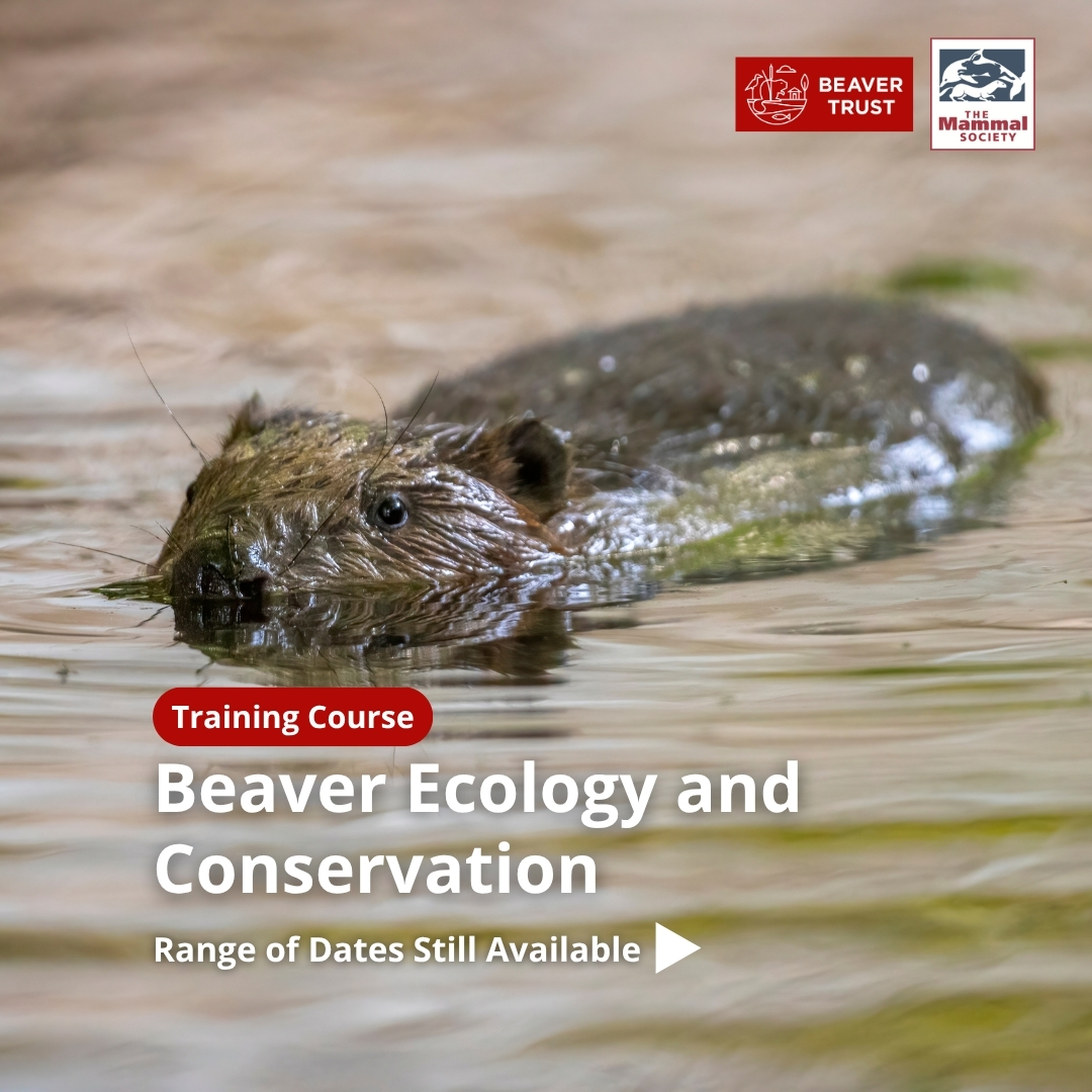Beaver Trust (@beavertrust) on Twitter photo Deepen your beaver expertise
Join our restoration team for on a one-day, in-person course exploring the return of Eurasian beavers to Britain, in partnership with the <a href="/Mammal_Society/">Mammal Society</a> . Deepen your beaver expertise
Join our restoration team for on a one-day, in-person course exploring the return of Eurasian beavers to Britain, in partnership with the <a href="/Mammal_Society/">Mammal Society</a> .