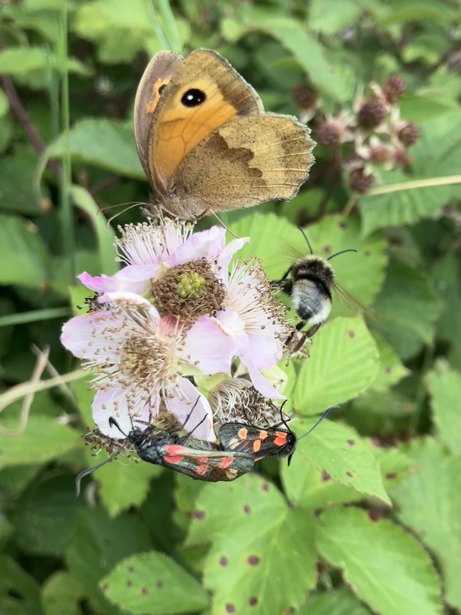 This patch of brambles allowed to grow wild was full of pollinators <a href="/quantockhills/">Quantock Hills National Landscape</a>  <a href="/SomersetWT/">Somerset Wildlife Trust</a> <a href="/Natures_Voice/">RSPB</a> <a href="/savebutterflies/">Butterfly Conservation 🦋</a> <a href="/BumblebeeTrust/">Bumblebee Conservation Trust</a>