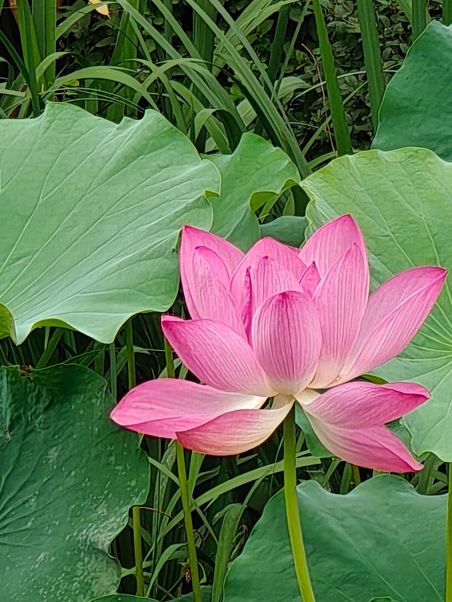 FunctionalEllie's tweet image. Lotus (荷花）in Beijing (XinJieKou)
