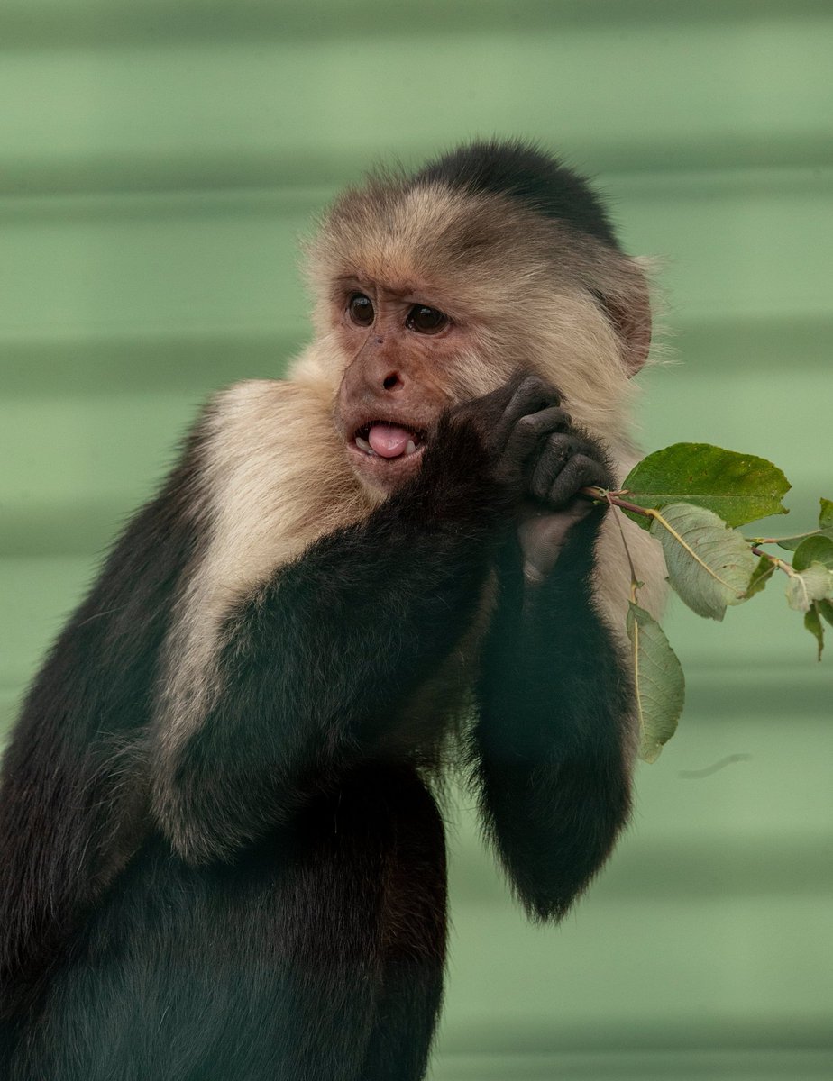 MonkeyIOW's tweet image. 🌟 Tongue Out Tuesday Star 🌟
Meet our cheekiest Capuchin, Milo! 😜🐒
#tongueouttuesdays #isleofwight #capuchin