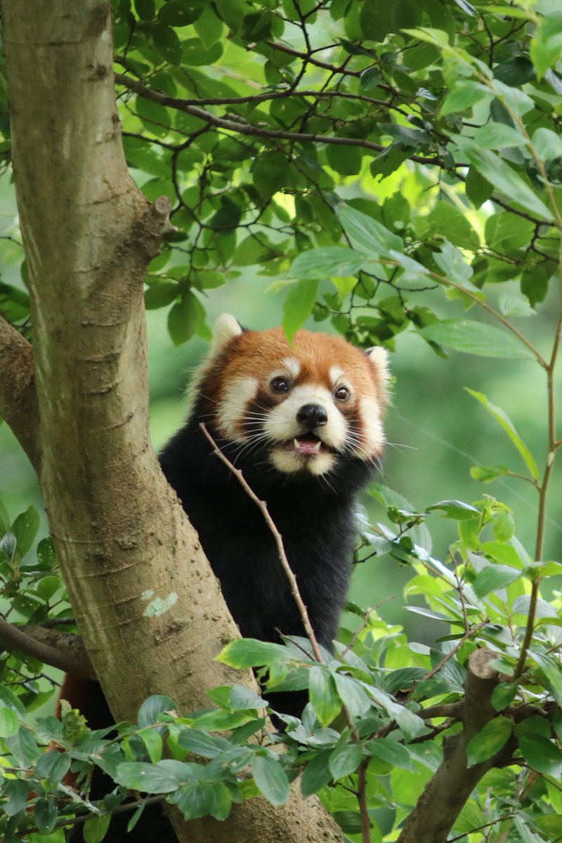 4歳のまめちゃん、むくむくしてて可愛い💕
この日の横浜の気温を調べてみたら、最高28.8℃、最低21.6℃だった！
そのくらいの気温なら普通に暮らせる😂
20200719 sun
#ズーラシア #zoorasia #よこはま動物園
#レッサーパンダ #まめたろう #redpanda
9649