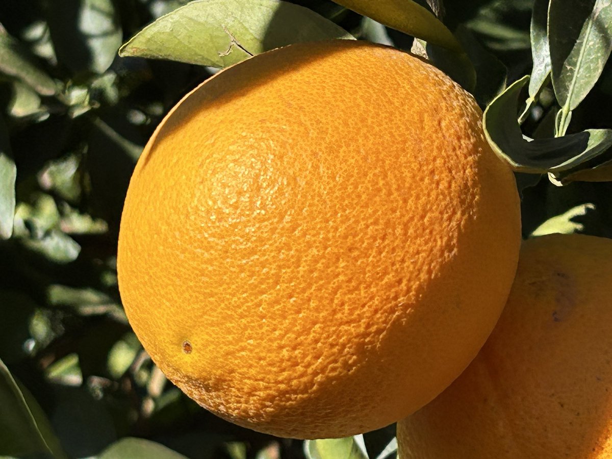 nichola_anne's tweet photo. 🌍🍊Lunchtime #NaturePhotography 
#Farm2Fork 
#Farm2Table 
#FarmFresh https://t.co/QplU8Il1VM