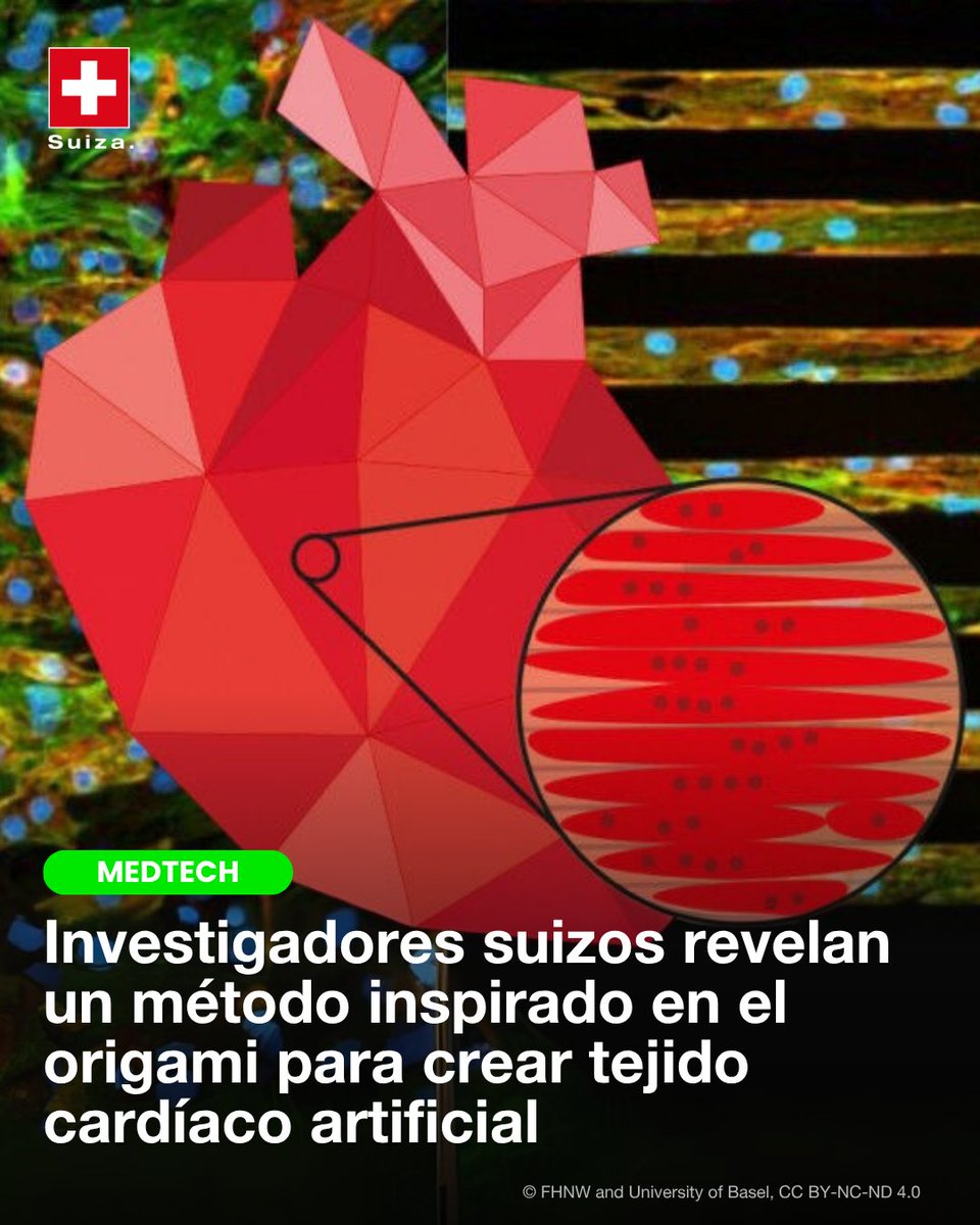 ¿Y si un arte milenario pudiera inspirar la ciencia actual? 🫀

Un equipo de investigadores en Suiza ha presentado una técnica pionera para crear tejido cardíaco artificial utilizando láminas de celulosa plegadas al estilo origami. 💡