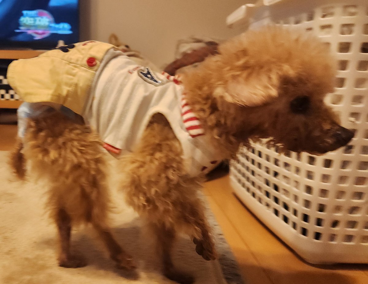 １６年２ヶ月で帰らぬ犬になりました。亡くなる半月前、自力で歩く最後の写真です…皆さんありがとう♥
がんばって、可愛い仔犬に生まれ変わるから、絶対また会おうね