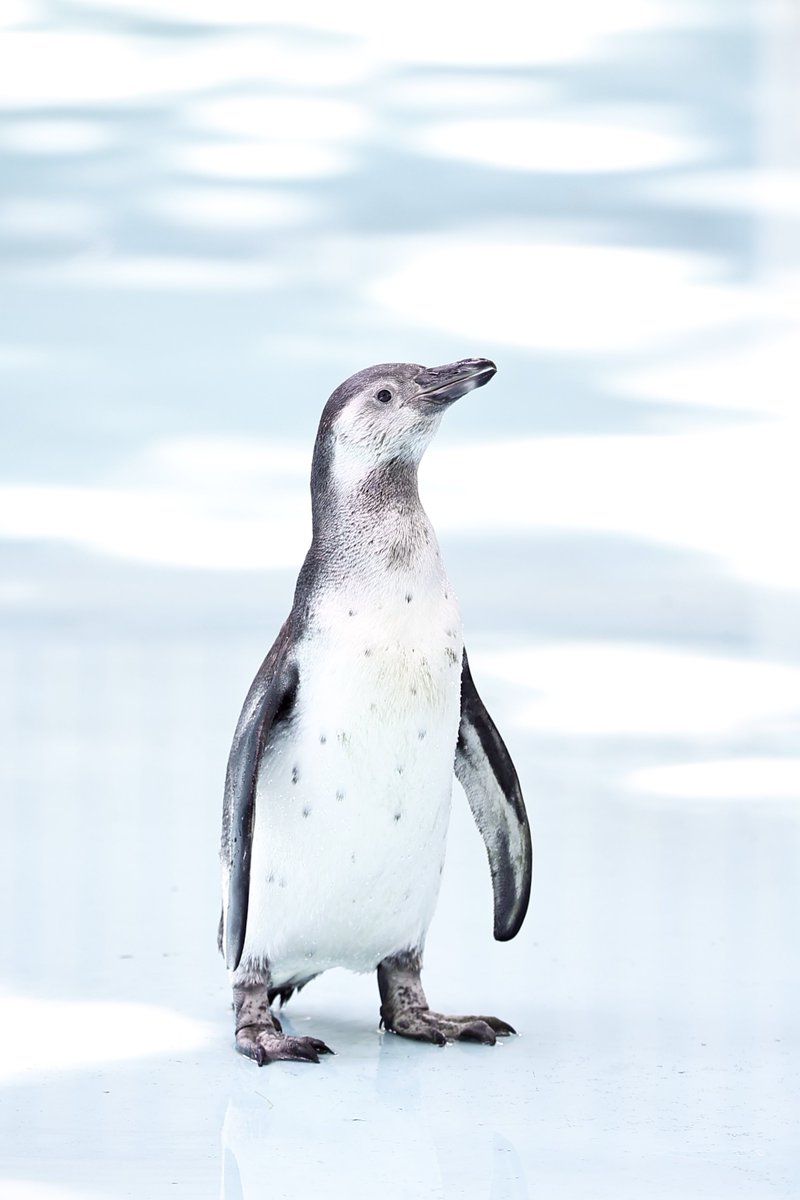 プールに水が張ってなくて
「ここはどこ？」状態なヒナペンギン
#夢見ヶ崎動物公園  #フンボルトペンギン