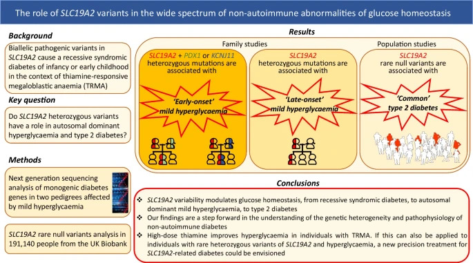 Diabetologia (@diabetologiajnl) on Twitter photo SLC19A2 variability is linked to different degrees of hyperglycaemia, from recessive, to autosomal dominant, to #T2D. These last two possibilities depend both on the biological role of the variant involved and on other predisposing factors <a href="/operapadrepio/">IRCCS Casa Sollievo della Sofferenza</a> link.springer.com/article/10.100… SLC19A2 variability is linked to different degrees of hyperglycaemia, from recessive, to autosomal dominant, to #T2D. These last two possibilities depend both on the biological role of the variant involved and on other predisposing factors <a href="/operapadrepio/">IRCCS Casa Sollievo della Sofferenza</a> link.springer.com/article/10.100…