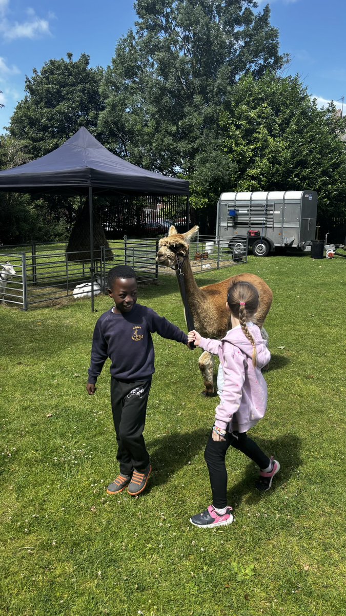 A visit from the farm! 🦙🚜 <a href="/StPetersAshton/">St Peter’s CE Ashton</a>
