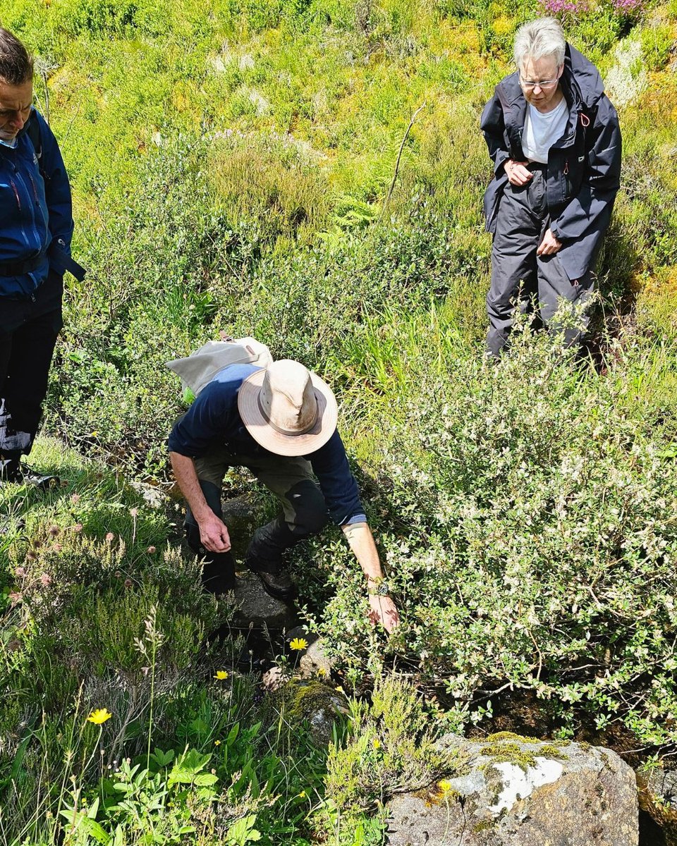 treesforlifeuk's tweet image. Volunteers from our Tree Seed Collection Project recently visited Ben Lawers NNR for their annual trip to learn more about montane tree species.
Montane scrub is a rare and fragmented #habitat found in mountainous regions, where dwarfed #trees and shrubs dominate. 🌿
Learn…