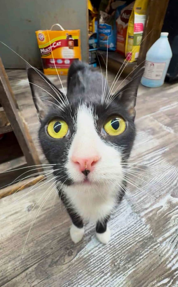 Bodega Cats (@bodegacats_) on Twitter photo  Bodega Cats (@bodegacats_) on Twitter photo