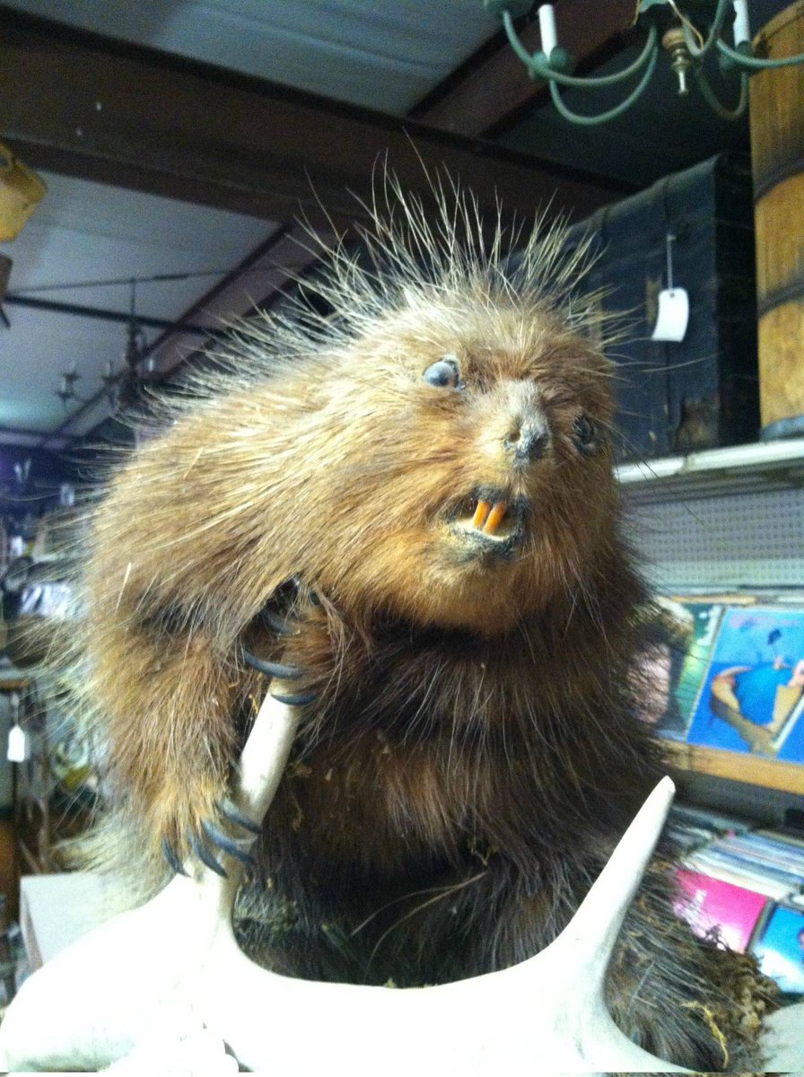 CrapTaxidermy's tweet image. Me: This is a hard escape room.
Boss: You're at work....