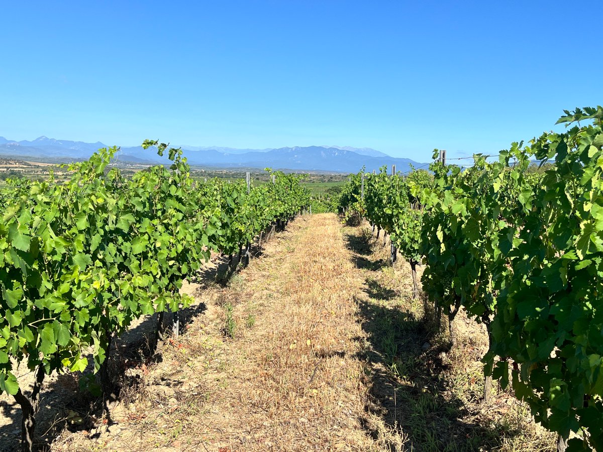 Les vinyes aquest juliol. 🌿☀️
Els penjolls de raïm ja es deixen veure, i amb el sol de l’estiu van madurant a poc a poc.
La verema s’acosta, i la natura ens ho recorda a cada pas. 🍇⏳
