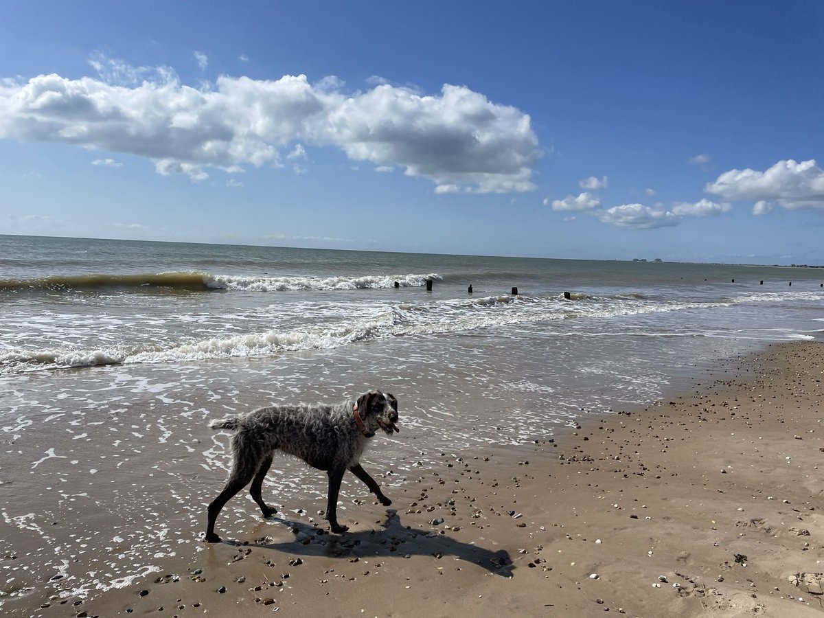 Nice leg stretch this morning #tongue #tot #dog #dogsofinstagram #outdoors #adventure #beach #seastheday #vitaminsea #bestlife #happy #love #dogsoftwitter