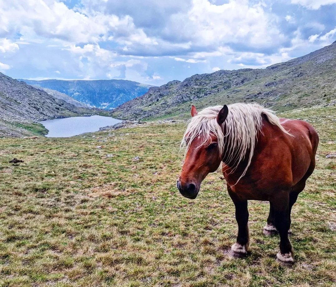 ricardrigall's tweet photo. Un noiet de Coma d'Or. #estanydecomador #comador #portè #altacerdanya #bicicleta #btt #mtb #estiu2025 https://t.co/2IluUN5Bga