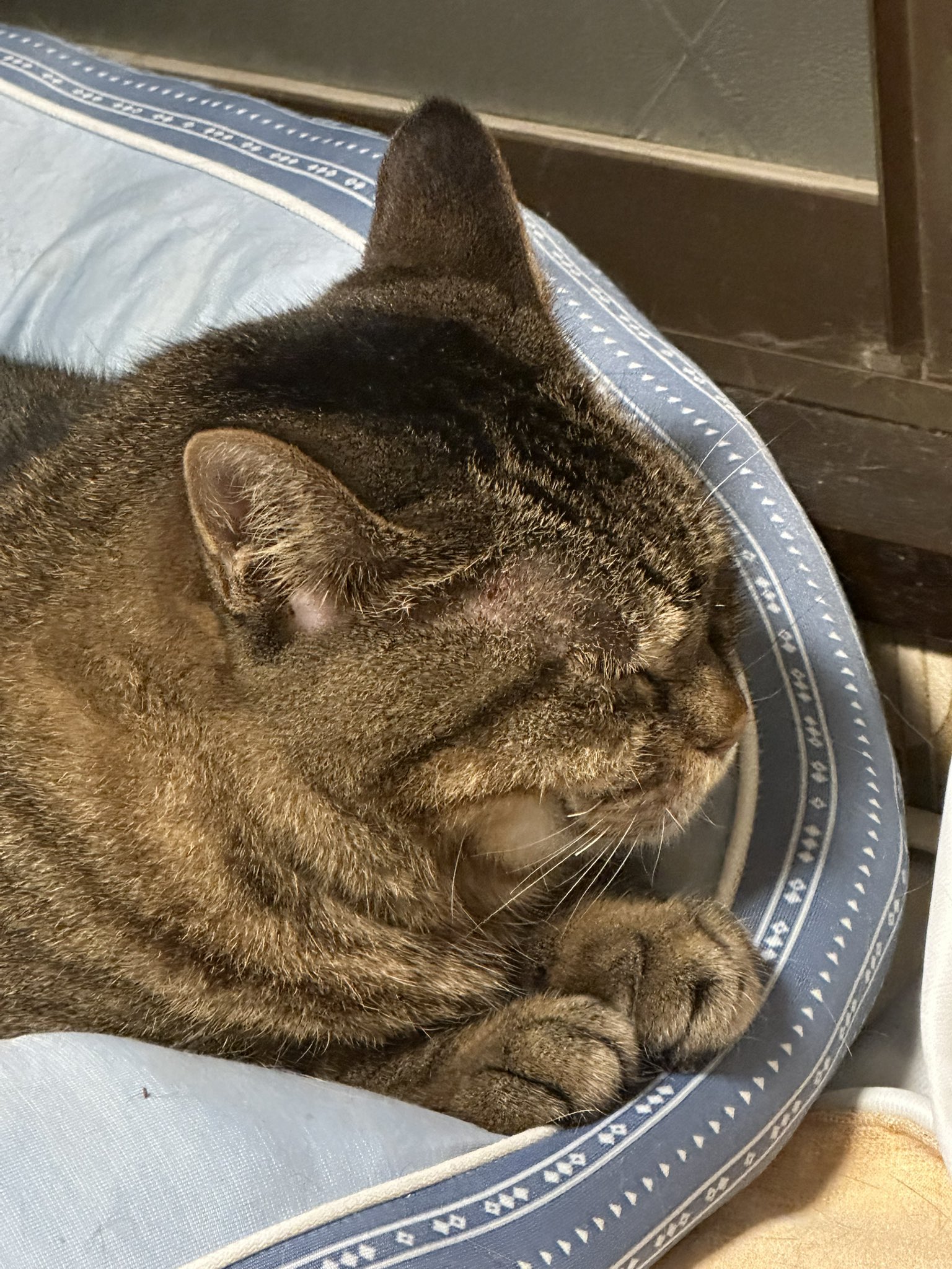 ねこ どっち on X: 