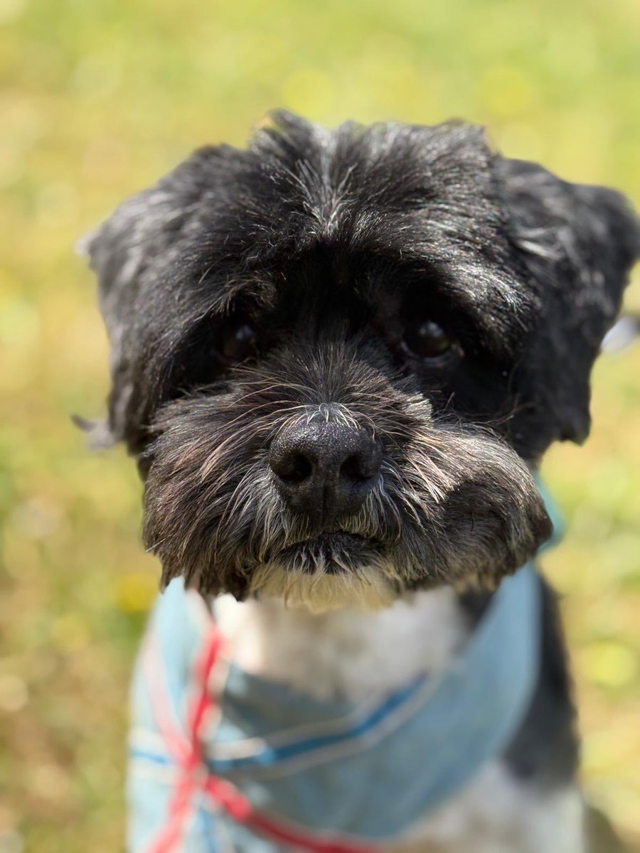 AllDogsMatter's tweet image. Hi , my name is Alfie , I’m a 12 yr old shitzu looking for a new home as I was sold on line to someone who decided that they really didn’t want me after all .So if you think you could adopt me , please call the team @ ADM to arrange coming to say Hello 🐾