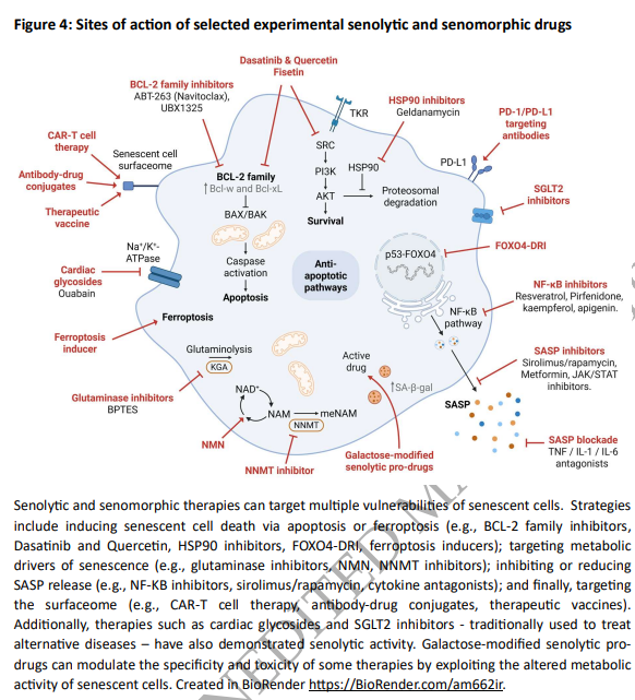 Understanding and targeting senescence in kidney disease

🔓doi.org/10.1093/ckj/sf…

This Review discusses the contribution of cellular senescence to kidney ageing and disease progression and outlines the underlying molecular mechanisms and biomarkers of renal senescence