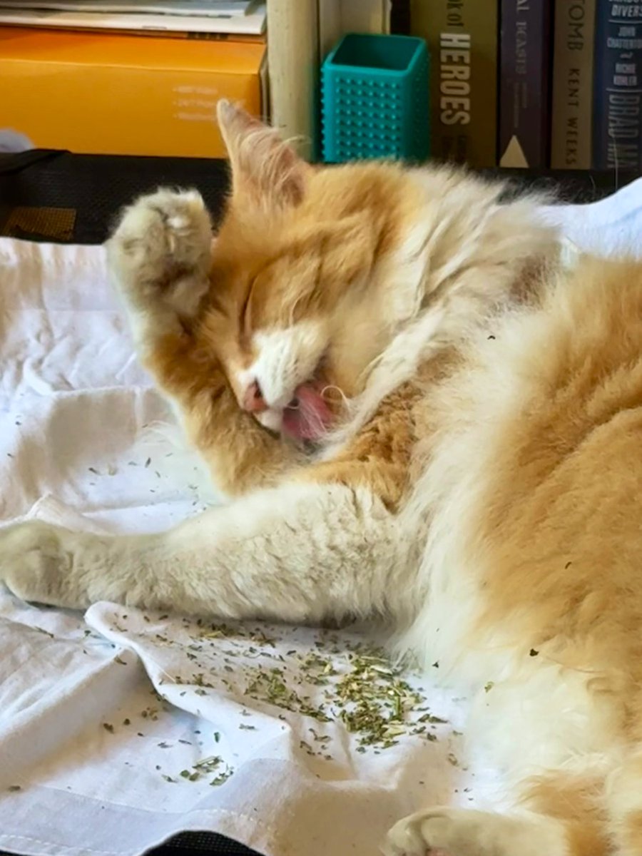 JellyOzzy's tweet photo. It’s #tongueouttuesday so time for a licky bath.
#hedgewatch #cstsoftwitter #catsonx https://t.co/qJxFiZRRhn