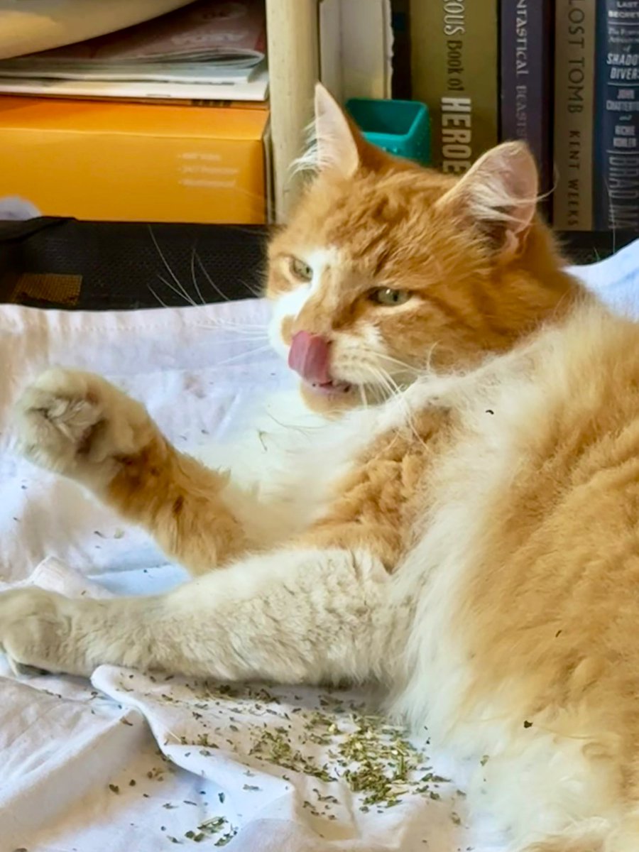JellyOzzy's tweet photo. It’s #tongueouttuesday so time for a licky bath.
#hedgewatch #cstsoftwitter #catsonx https://t.co/qJxFiZRRhn