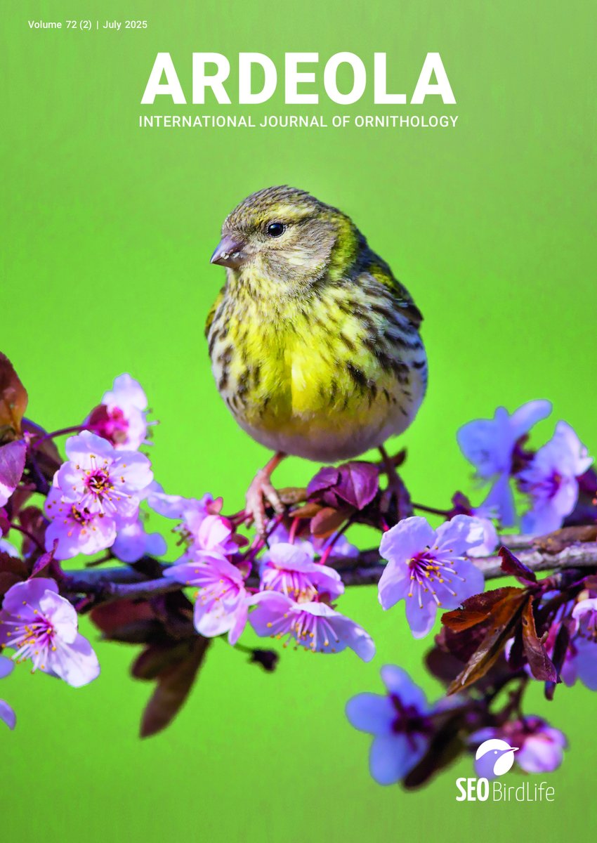 📗 Nuevo volumen publicado, #ARDEOLA 72(2), julio 2025
📘 New issue, #ARDEOLA 72(2), July 2025
🧐 See contents on BioOne (English):
❗️bioone.org/journals/ardeo…
‼️Contenidos (Español/English) en: ardeola.org/es/volumenes/7…

#ornithology #ornitología #birds #aves #cienciaconaves