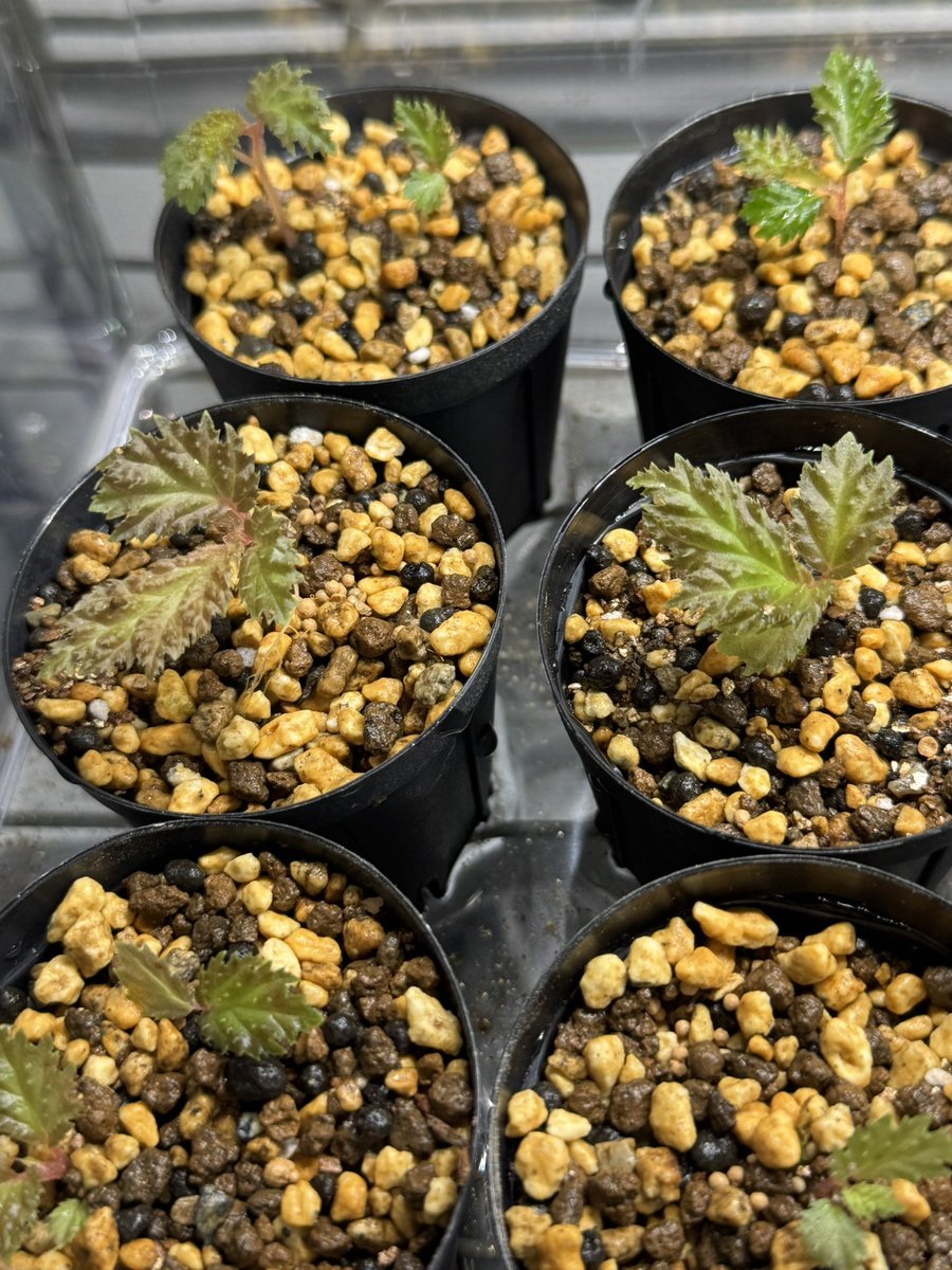 Begonia sp. nabire papuaの子株