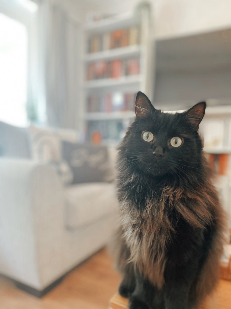 My little boy 🐈‍⬛