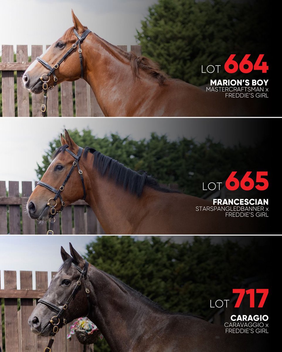 We are offering three horses at the Tattersalls July Sale, all out of the mare Freddie’s Girl 🐎

• Lot 664: Marion’s Boy
• Lot 665: Francescian
• Lot 717: Caragio

Stabled: Highflyer Paddock L

#VFPT #VicarageFarm