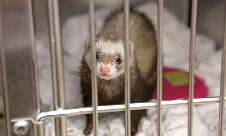Daily Challenge: Ferrets with adrenal disease will often have ________ levels of 17-hydroxyprogesterone. Click the link next to your answer to see if you are correct! 

A. elevated (brief.vet/3Gbn6lk)
B. decreased (brief.vet/3ZLV9r3)