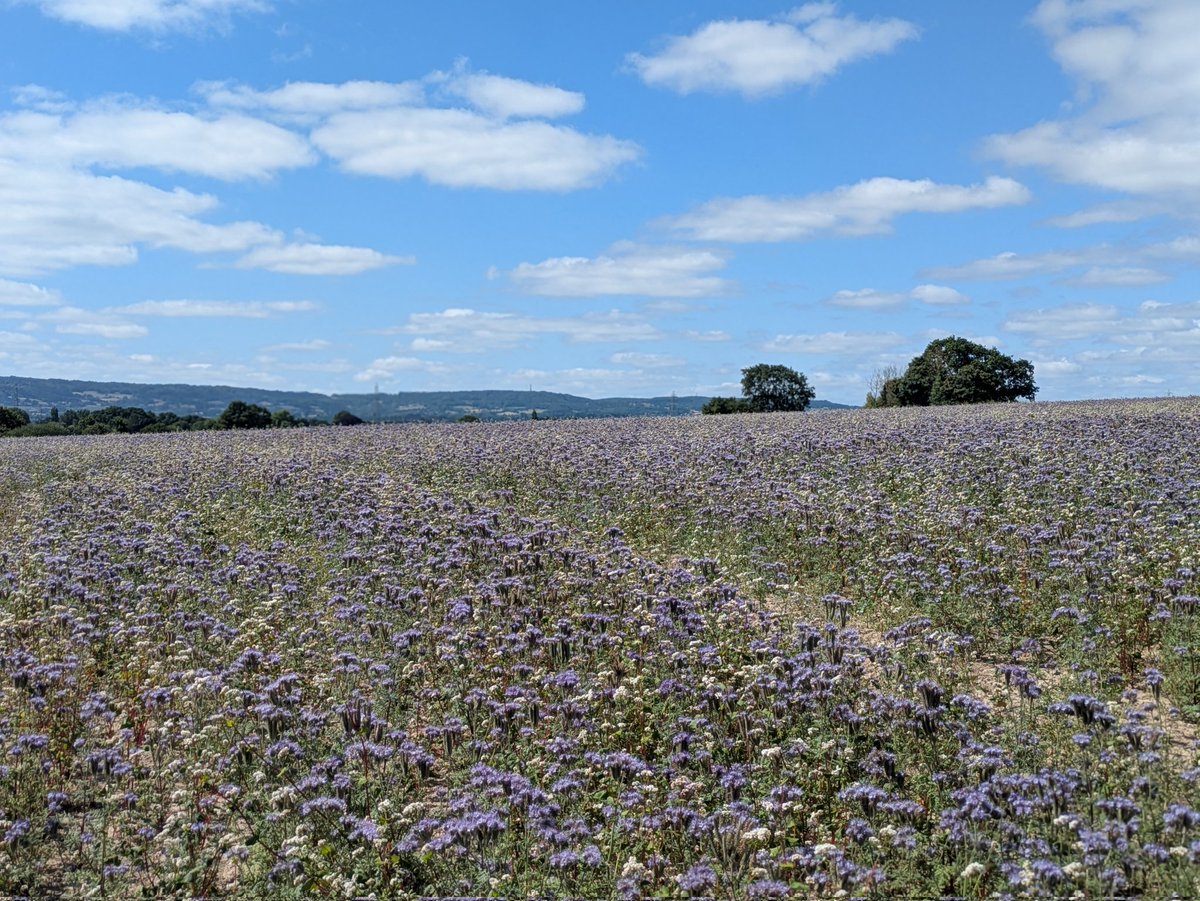 Somerset looking on point today. 👌