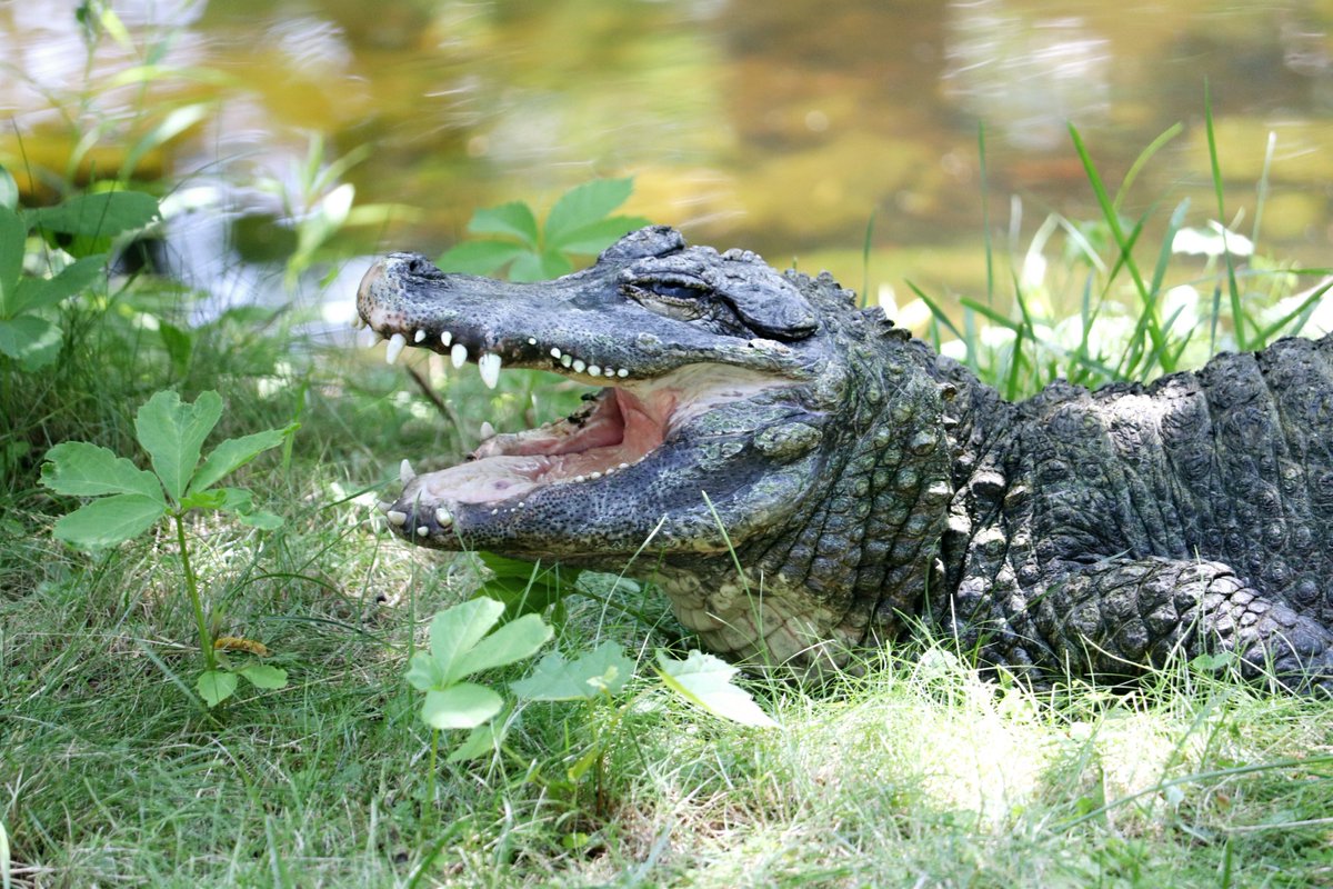 Why is that alligator's mouth open? 🐊

Alligators are ectotherms, so their body temperature is dependent on their external environment. They bask in the sun to absorb heat and raise their body temperature.

Nature is pretty amazing, right?

#UticaZoo #FunThatMatters #Alligator