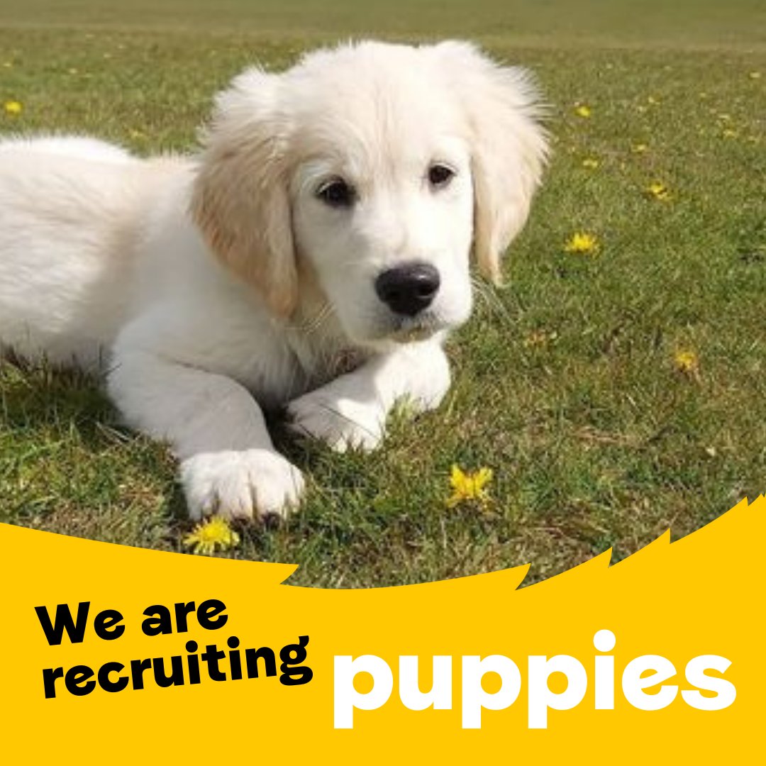 Dogs Trust 💛🐶 tweet media