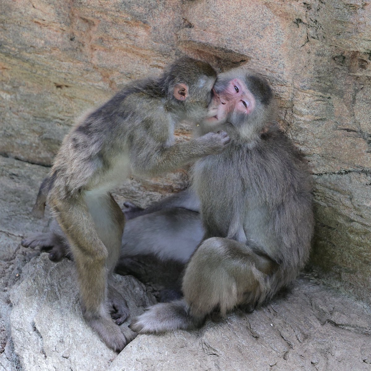 ヤマトの顔～～～😂
20250703 thu
#ズーラシア #zoorasia #よこはま動物園
#ニホンザル #グーシー #ヤマト #japanesemacaque #monkey
6258