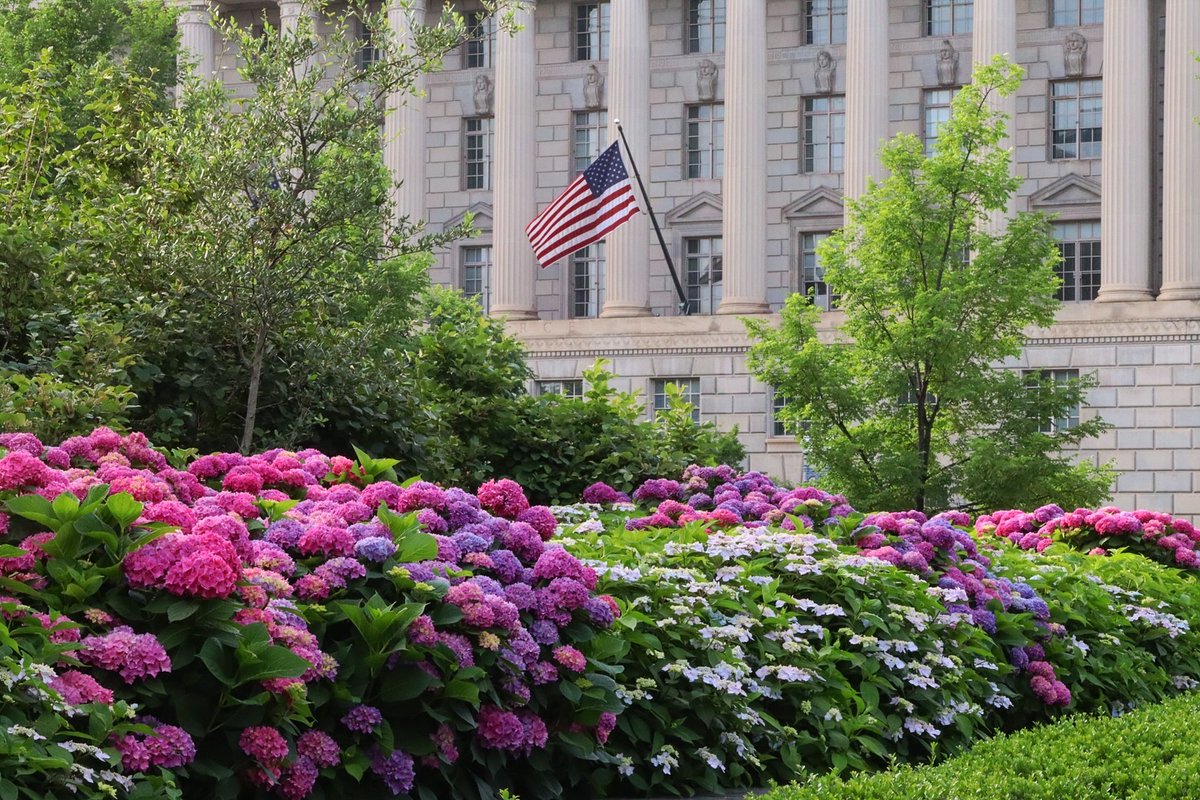 washingtondc's tweet image. Hydrangea season is in full swing in Washington, DC! โ๏ธ๐ชป
๐ธ: vye_photos / IG #Only1DC