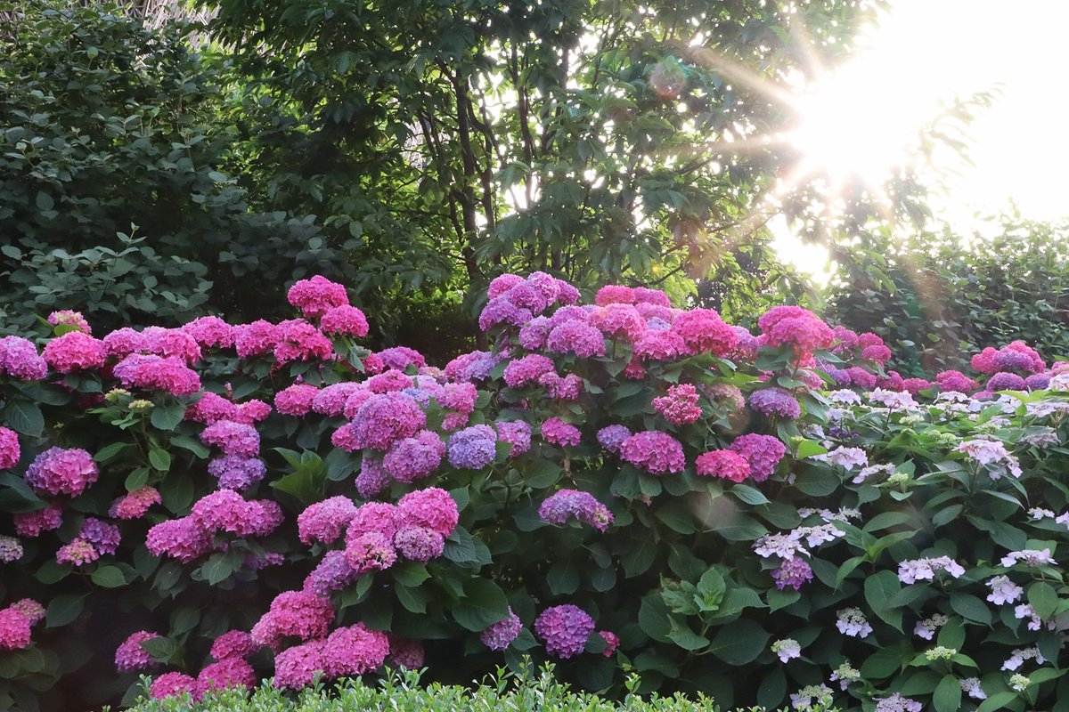 washingtondc's tweet image. Hydrangea season is in full swing in Washington, DC! โ๏ธ๐ชป
๐ธ: vye_photos / IG #Only1DC