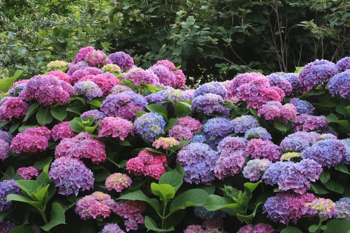 washingtondc's tweet image. Hydrangea season is in full swing in Washington, DC! โ๏ธ๐ชป
๐ธ: vye_photos / IG #Only1DC