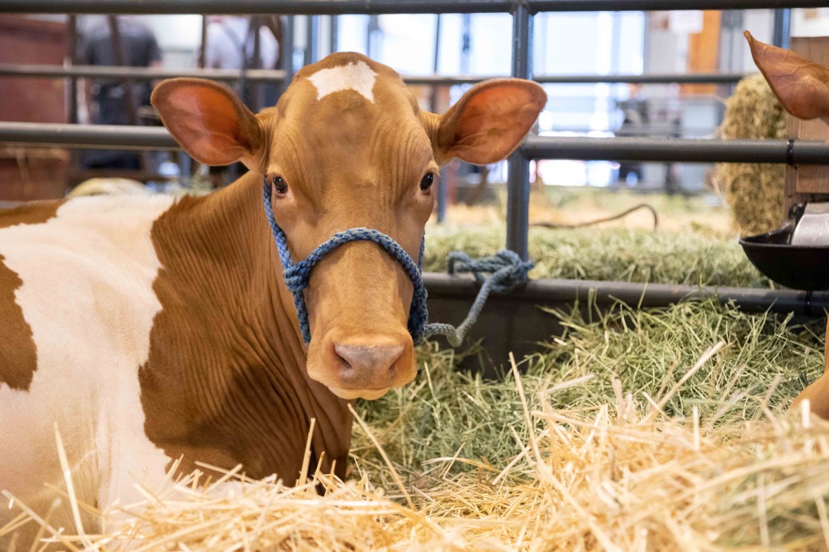🐄 Happy Cow Appreciation Day! Probiotics can support digestion and herd health—helping cows stay strong and productive.
Learn more: ow.ly/w7RC50WlMa3
#CowAppreciationDay #DairyFarming #AnimalHealth