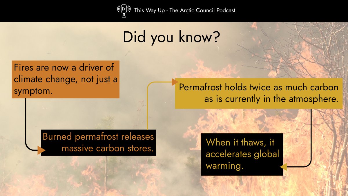 ArcticCouncil's tweet image. 🌡️ The Arctic isn’t just warming — it’s on fire. And those wildfires affect the whole planet. 🌍
From record-breaking fires to underground "zombie fires," the Arctic is changing fast.
🎙️Listen to “The Arctic on Fire” to learn why it matters to us all.
🔗 pod.link/1822773340