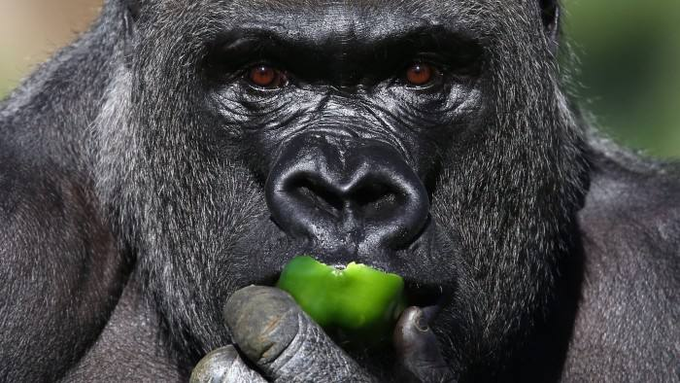 Andrew Kobz 🌋 🦍 tweet media