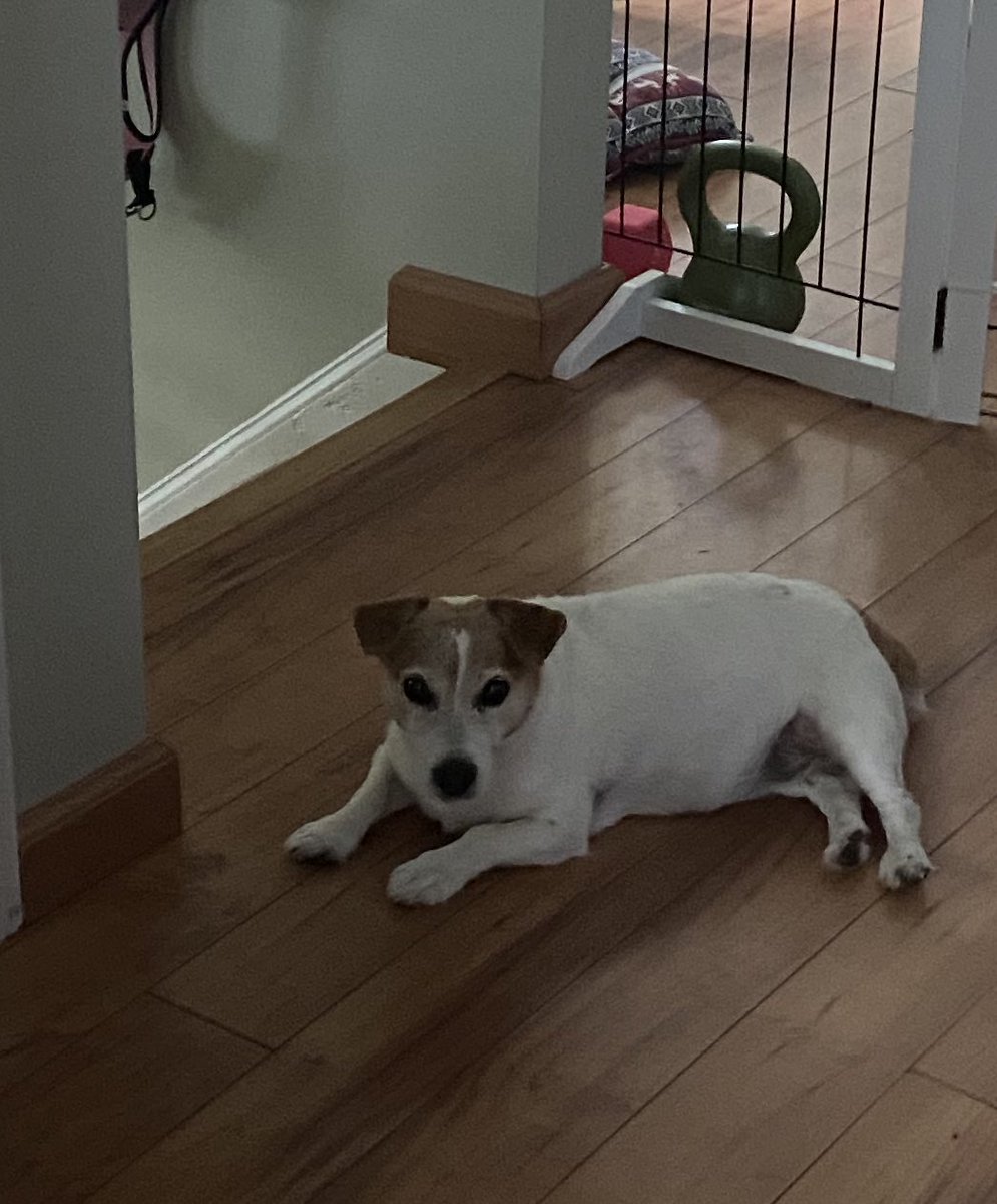 DaisyMaeJack's tweet image. I’m blocking your way today Mum! 🐾♥️#nowork #stayhome #dogsofX