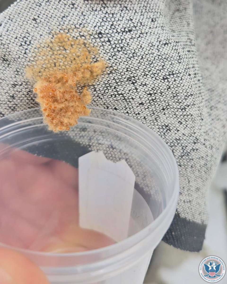 DFOSeattle's tweet image. Agriculture Specialists @cbp at the Port of Tacoma, WA recently found suspected FSMC egg masses on a vessel coming from Japan. The egg mass was collected and submitted to the @usda local identifier for final identification and viability determination. #OFOProud