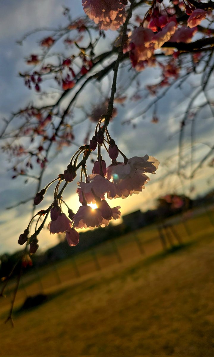 zefiros_sky's tweet photo. #フォロワー1万人以下の写真家が力作を投稿してたくさんフォローして貰うタグ 

便乗。
春から撮ったお気に入り写真見てください(*´`) https://t.co/nvOdUfQ2lO