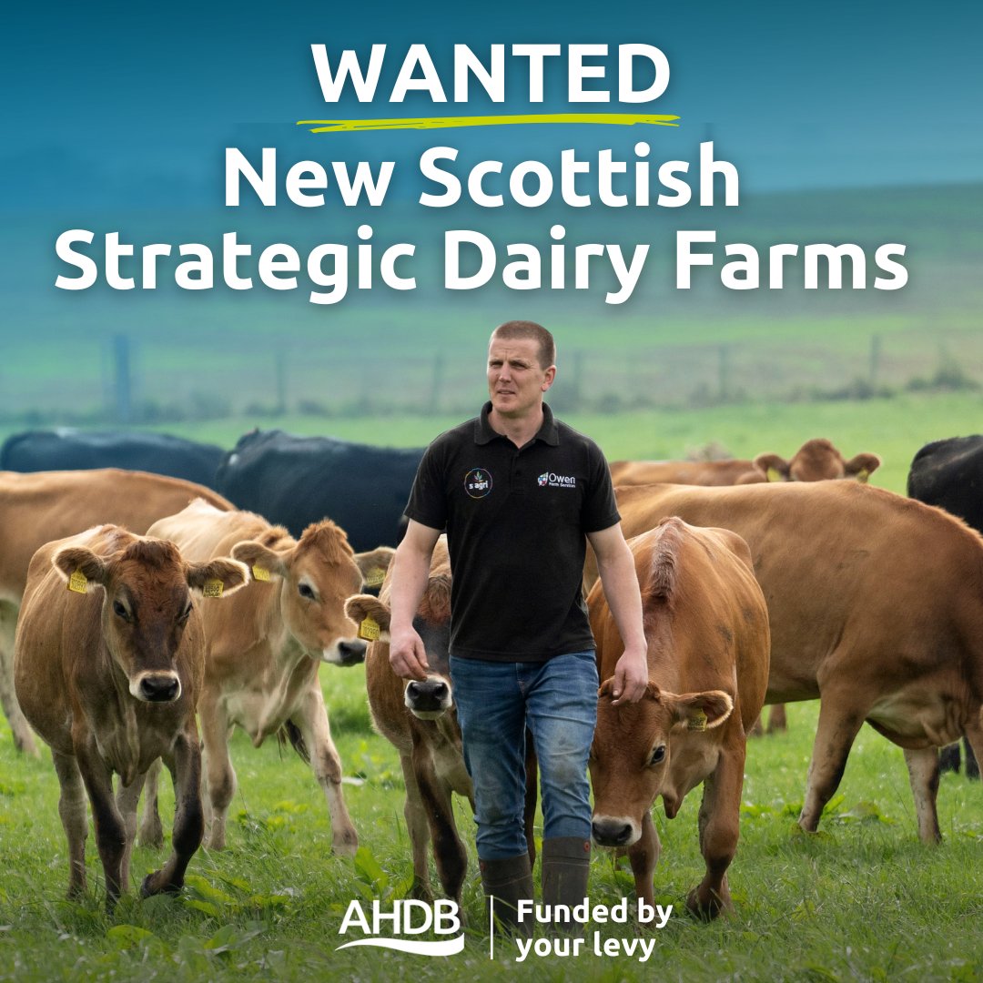 AHDB are looking for our next Strategic Dairy Farm in Scotland! 🐄 
Are you a forward-thinking farmer ready to boost performance &amp; share best practice?  Speak to Doreen  at the Scottish Holstein Club open day  17 July to find out more.
ahdb.org.uk/farm-excellenc…