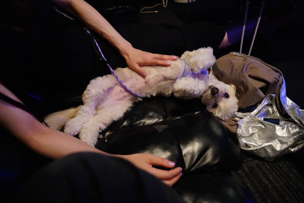 リトルシープオープンしました🧛

本日は犬も連れてきてます🐶
 #リトルシープ