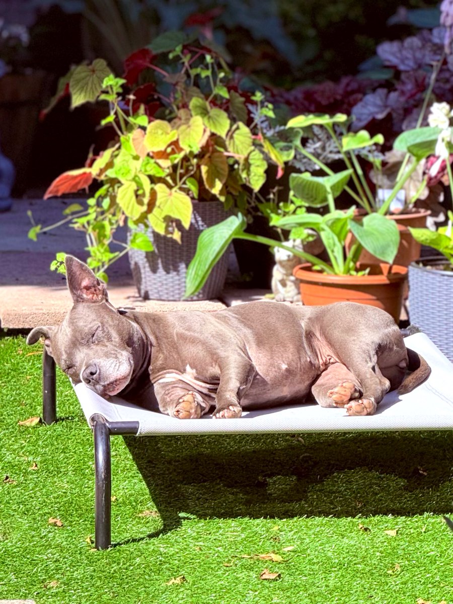 I need a holiday to get over the holiday 😴💤🩷🩷 #IsaMary #Holidogs #Vacation #HomeSweetHome #LetSleepingDogsLie #Cute