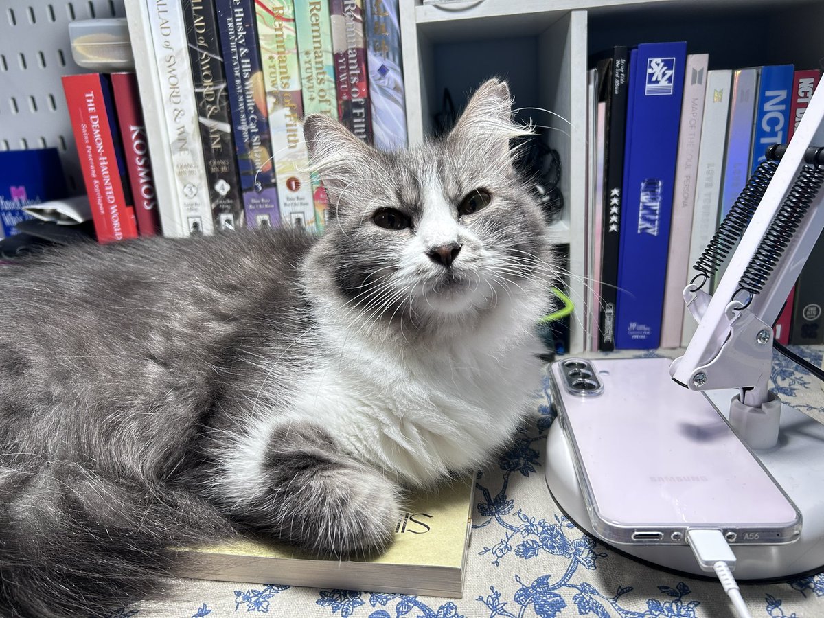 Miyamura(宮村) tweet media